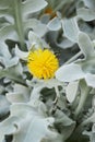 Beautiful silver leaves and yellow flowers of Centaurea cineraria Royalty Free Stock Photo