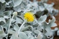 Beautiful silver leaves and yellow flowers of Centaurea cineraria Royalty Free Stock Photo