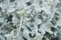 Beautiful silver leaves and yellow flowers of Centaurea cineraria Royalty Free Stock Photo