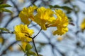 Beautiful Silver trumpet flowers in the summer. Royalty Free Stock Photo