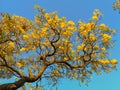 Beautiful Silver trumpet tree,Tree of gold,Paraguayan silver trumpet tree.Selective focus a yellow flower in the garden. Royalty Free Stock Photo