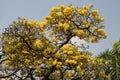 Beautiful Silver trumpet tree,Tree of gold,Paraguayan silver trumpet tree.Selective focus a yellow flower in the garden. Royalty Free Stock Photo