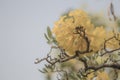 Beautiful Silver trumpet tree,Tree of gold,Paraguayan silver trumpet tree.Selective focus a yellow flower in the garden. Royalty Free Stock Photo