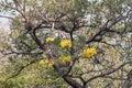 Beautiful Silver trumpet tree,Tree of gold,Paraguayan silver trumpet tree.Selective focus a yellow flower in the garden. Royalty Free Stock Photo