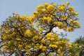 Beautiful Silver trumpet tree,Tree of gold,Paraguayan silver trumpet tree.Selective focus a yellow flower in the garden. Royalty Free Stock Photo