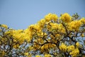 Beautiful Silver trumpet tree,Tree of gold,Paraguayan silver trumpet tree.Selective focus a yellow flower in the garden. Royalty Free Stock Photo