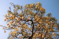 Beautiful Silver trumpet tree,Tree of gold,Paraguayan silver trumpet tree.Selective focus a yellow flower in the garden.Tabebuia Royalty Free Stock Photo