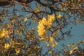 Beautiful Silver trumpet tree,Tree of gold,Paraguayan silver trumpet tree.Selective focus a yellow flower in the garden. Royalty Free Stock Photo