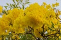 Beautiful Silver trumpet tree,Tree of gold,Paraguayan silver trumpet tree.Selective focus a yellow flower in the garden.Tabebuia Royalty Free Stock Photo