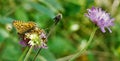 Beautiful silver-washed fritillary butterfly sitting on scabiosa blossom Royalty Free Stock Photo