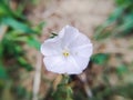 Beautiful silverbush white flower on the field Royalty Free Stock Photo