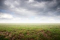 Beautiful simple ground scenery with grass and mist Royalty Free Stock Photo