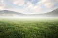 Beautiful simple ground scenery with grass and mist