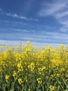 Beautiful and simple image of a corn field and clear blue sky