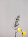 Beautiful simple minimalist photo of a tree and street light