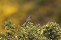 A beautiful singing Dartford Warbler Sylvia undata perching on a Gorse bush in springtime. Royalty Free Stock Photo