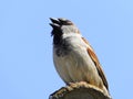 beautiful singing sparrow