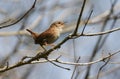 A stunning singing Wren, Troglodytes, perched on a branch of a tree. Royalty Free Stock Photo