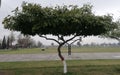 A beautiful singl tree