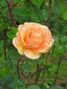 Beautiful single autumn orange rose Royalty Free Stock Photo