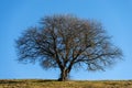 Beautiful Single Bare Tree in Autumn - Lessinia Plateau Veneto Italy Royalty Free Stock Photo