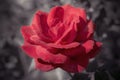 Beautiful single of a big red rose flower on a dark background Royalty Free Stock Photo