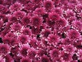 Beautiful single blooming gerbera is blooming,Gerber daisy close up Royalty Free Stock Photo