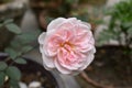 Beautiful Single Blooming Rose Close up Shot. Royalty Free Stock Photo