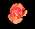 Beautiful single bosom orange rose flower isolated on black background Royalty Free Stock Photo