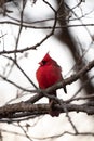 Beautiful single bright red male northern cardinal looking to the side sitting perched in a small tree branch with other branches Royalty Free Stock Photo