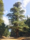 Beautiful single cedar tree by the dirt road Royalty Free Stock Photo