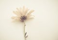 Beautiful single chrysanth flower on white background Royalty Free Stock Photo