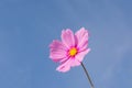 Beautiful single Cosmos flowers Royalty Free Stock Photo