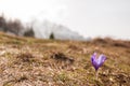 Beautiful single crocus flower in the mountains