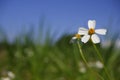 Daisy white flower bloom in nature against blue sky background Royalty Free Stock Photo