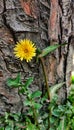 Beautiful single dandelion flower with leaves growing on an old tree trunk in garden Yellow flower with green leaves