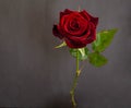 Beautiful single dark red rose Royalty Free Stock Photo