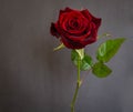 Beautiful single dark red rose on dark background Royalty Free Stock Photo