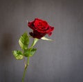 Beautiful single dark red rose Royalty Free Stock Photo