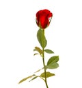 Beautiful single dark red rose bud isolated on white