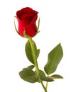 Beautiful single dark red rose bud isolated on white Royalty Free Stock Photo