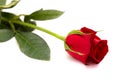 Beautiful single dark red rose bud isolated on white Royalty Free Stock Photo
