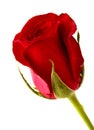 Beautiful single dark red rose bud isolated on white Royalty Free Stock Photo