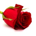 Beautiful single dark red rose bud isolated on white Royalty Free Stock Photo