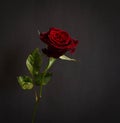 Beautiful single dark red rose Royalty Free Stock Photo