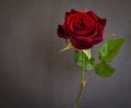 Beautiful single dark red rose Royalty Free Stock Photo