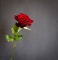 Beautiful single dark red rose Royalty Free Stock Photo