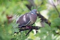 European columba palambus sit alone agains greeny natural background summertime