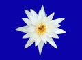 Beautiful single flower of blossom blooming lotus with white petals and yellow stamens isolated on blue background, summer flowers Royalty Free Stock Photo