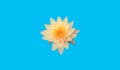 Beautiful single flower of blossom blooming lotus with white petals and yellow stamens isolated on light cyan background, summer Royalty Free Stock Photo